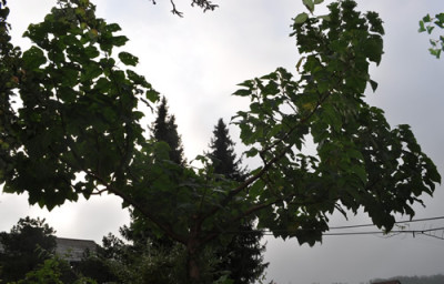 Blauglockenbaum_0011__9942.jpg