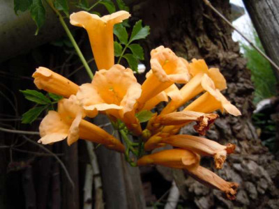 Campsis_001.JPG