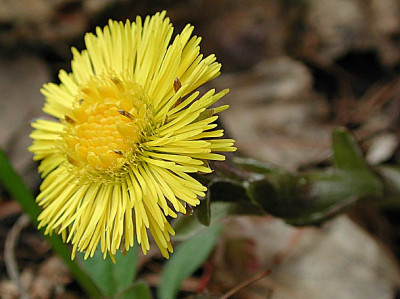 gelbe_blume.jpg