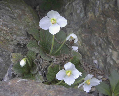 Ramonda_nathaliae_AlbaRimg0306.JPG