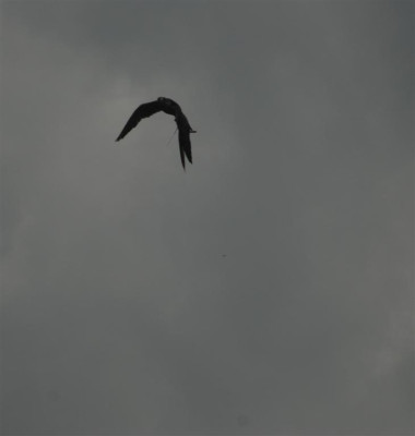 B7885a_Large.jpg