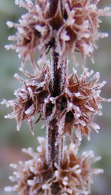 Leonurus_Frosty.jpg