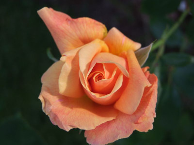 DSCF0149-k.jpg