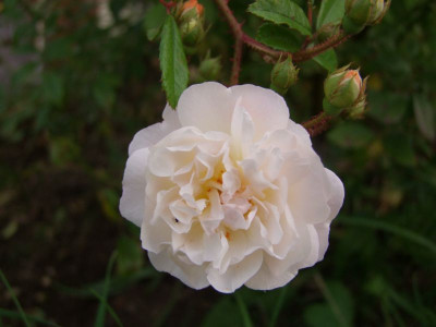 DSCF0128-k.jpg
