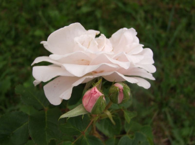 DSCF0131-k.jpg
