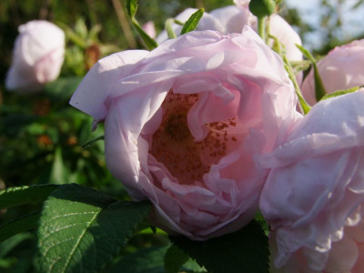 DSCF0158-k.jpg