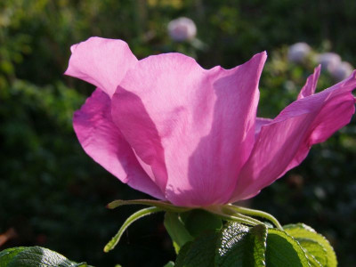 DSCF0153-k.jpg