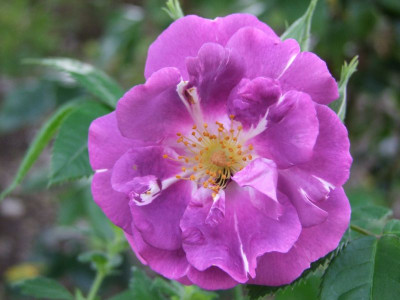 DSCF0148-k.jpg