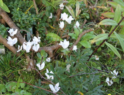 Cyclamen_hederifolium_sumpfbeet.jpg