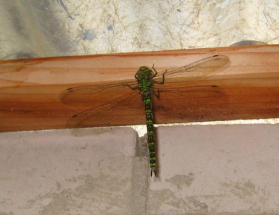 Libelle_verirrt.jpg