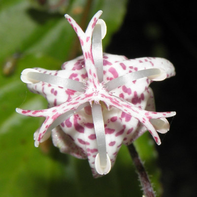 Tricyrtis_dilatata_top.jpg