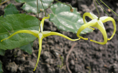 Epimedium_rhizomatosum.jpg