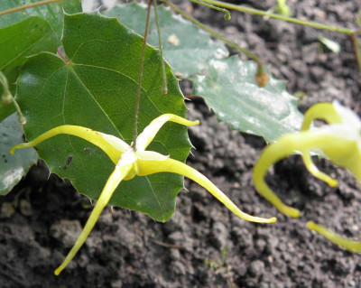 Epimedium_rhizomatosum_2.jpg