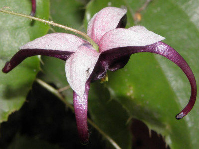 Epimedium_acuminatum_Night_Mistress_04.jpg