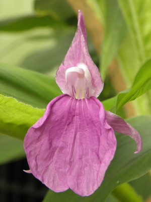 Roscoea_auriculata_Floriade.jpg