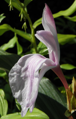 Roscoea__purpurea_Brown_Peacock.jpg