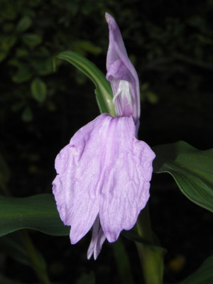 Roscoea_purpurea_Peacock_Eye.jpg
