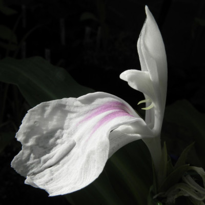 Roscoea_purpurea_HWJK_2169_80kb.jpg