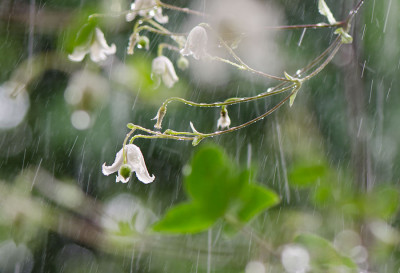 Kaiu-im-Regen-Aug2611.jpg
