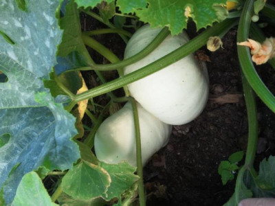 2011-08-24_08.18.13.JPG