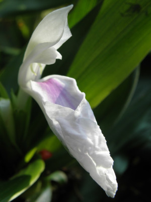 Roscoea_purpurea_HWJK_2169_eingerollt.jpg