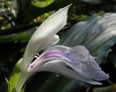 Roscoea_purpurea_HWJK_2169_seite.jpg
