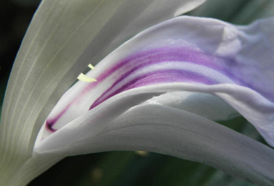 Roscoea_purpurea_HWJK_2169_detail.jpg