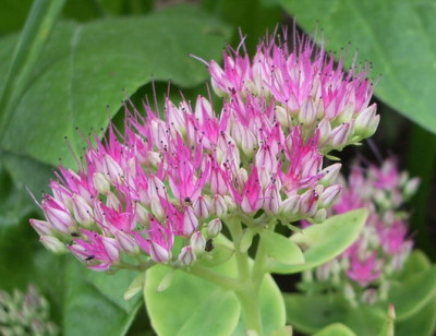 Sedum_Lisa_-_Forum.jpg