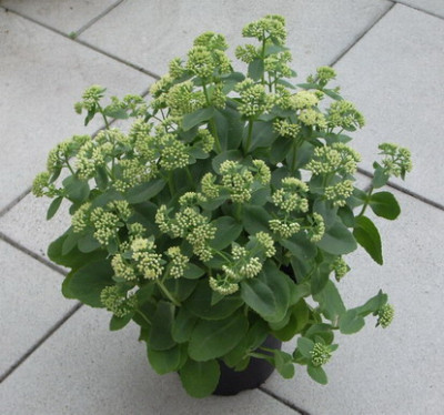 Sedum_Hab_Grey_-_Forum.jpg