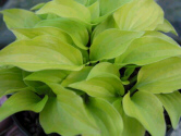 Hosta_Shiny_Penny.JPG