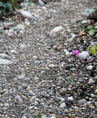 Cyclamen_purpurascens_kies.jpg