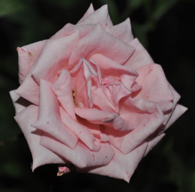Charles_Dylon_0011__9789.jpg
