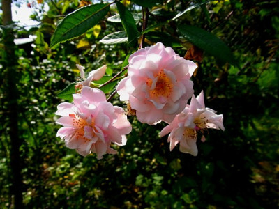 Cornelia_Sa.0802_RIMG1011.JPG