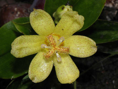 Tricyrtis_ohsumiensis.jpg