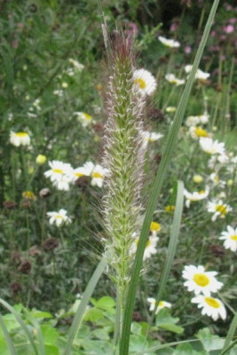 Pennisetum_alopecuroides_Cassian_Gartenpur.jpg