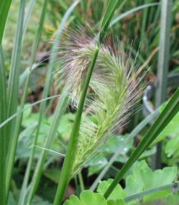 Pennisetum_Cassian_1024x768.jpg
