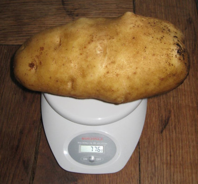 Toffel3.jpg