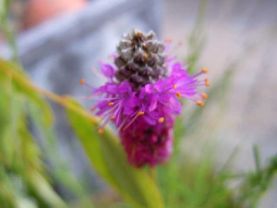 Aug_Ende_2011_Rab_Birn_011.JPG
