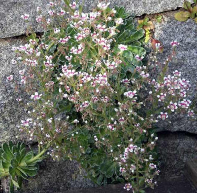 Saxifraga_Southside_Seedling_2005-05-14.JPG