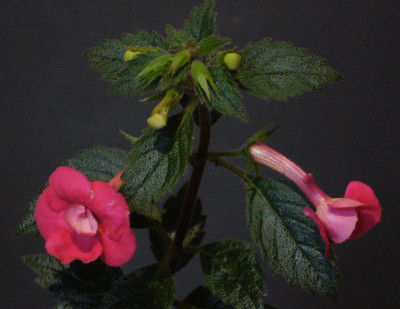 Achimenes_Stans_Delight_800x800_80KB.jpg