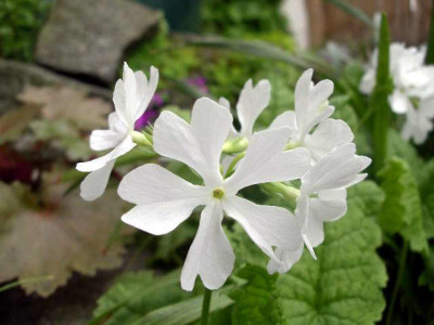 Primula_sieboldii_Snowflakes_2005-05-14.JPG