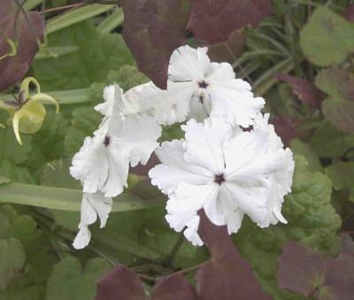 PrimulaRimg0327.JPG