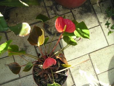 Anthurium.jpg