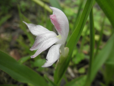 Roscoea_1.jpg