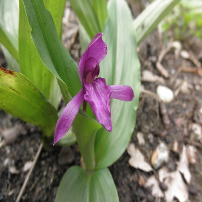 Roscoea_2.jpg