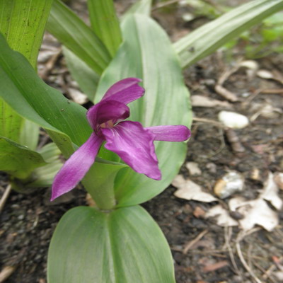 Roscoea_3.jpg