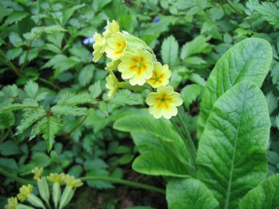 Primula_elatior_Hybride_Hortu.jpg