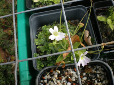 Pinguicula_crystallina_subsp._hirtiflora.jpg
