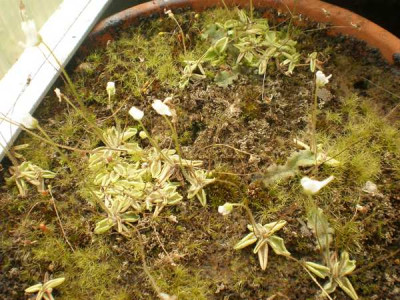 Pinguicula_lusitanica.jpg