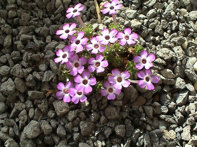 Dionysia_Name_vergessen_Hortu.jpg